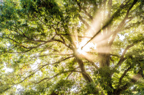 sunburst sun rays through leaves of large green tree